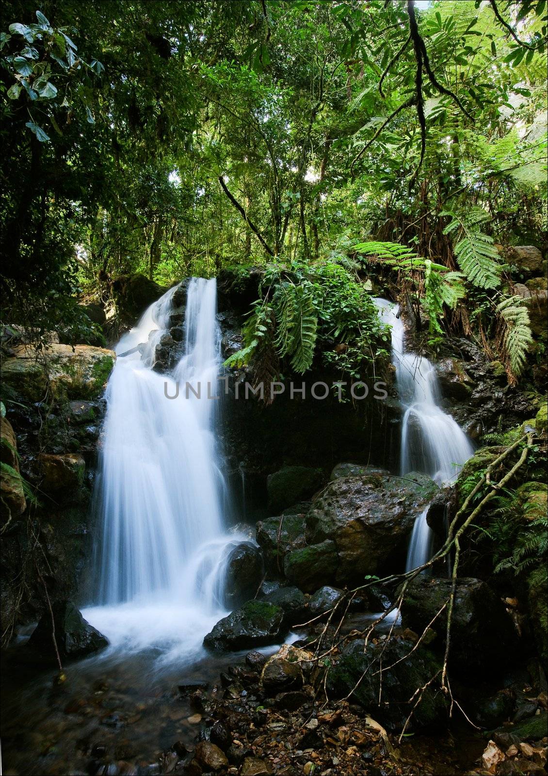 Waterfalls of  Bwindi forest. 2 by SURZ