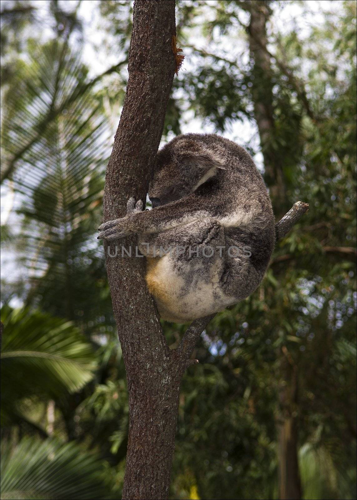 Dream pose. The koala sleeps in a fork of a tree against green foliage.