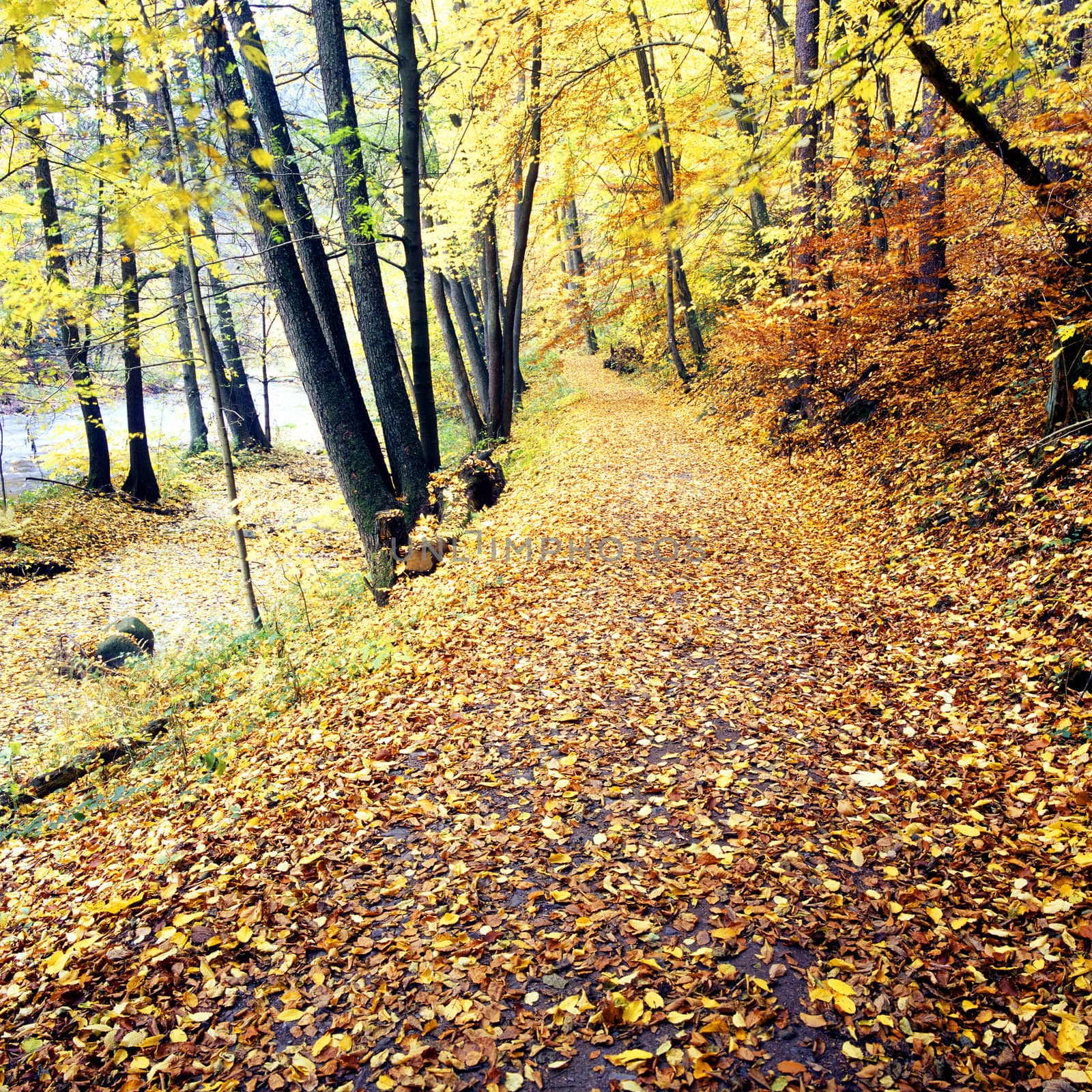 forest in autumn, Czech Republic