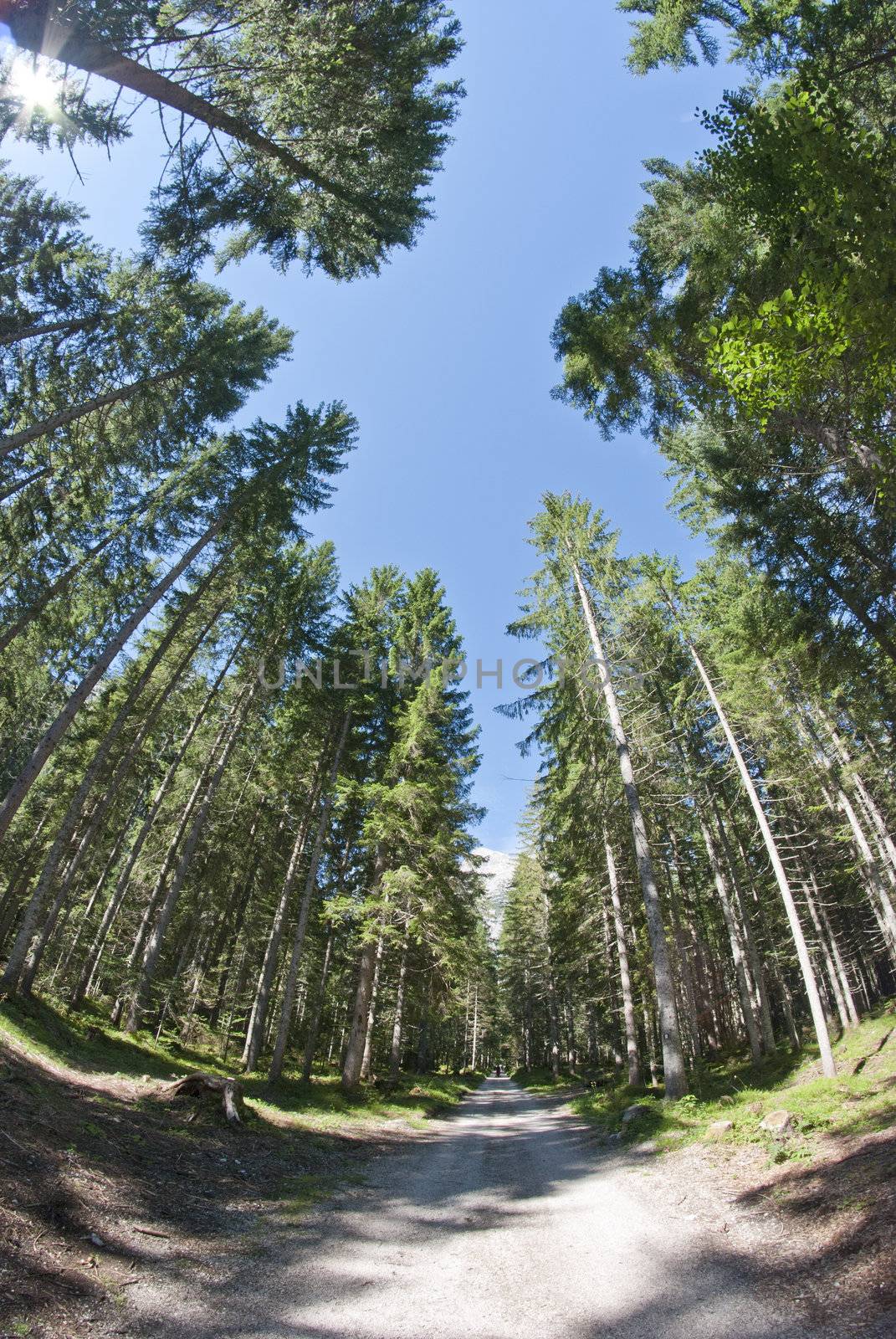 Colors of Dolomites Woods in Nothern Italy