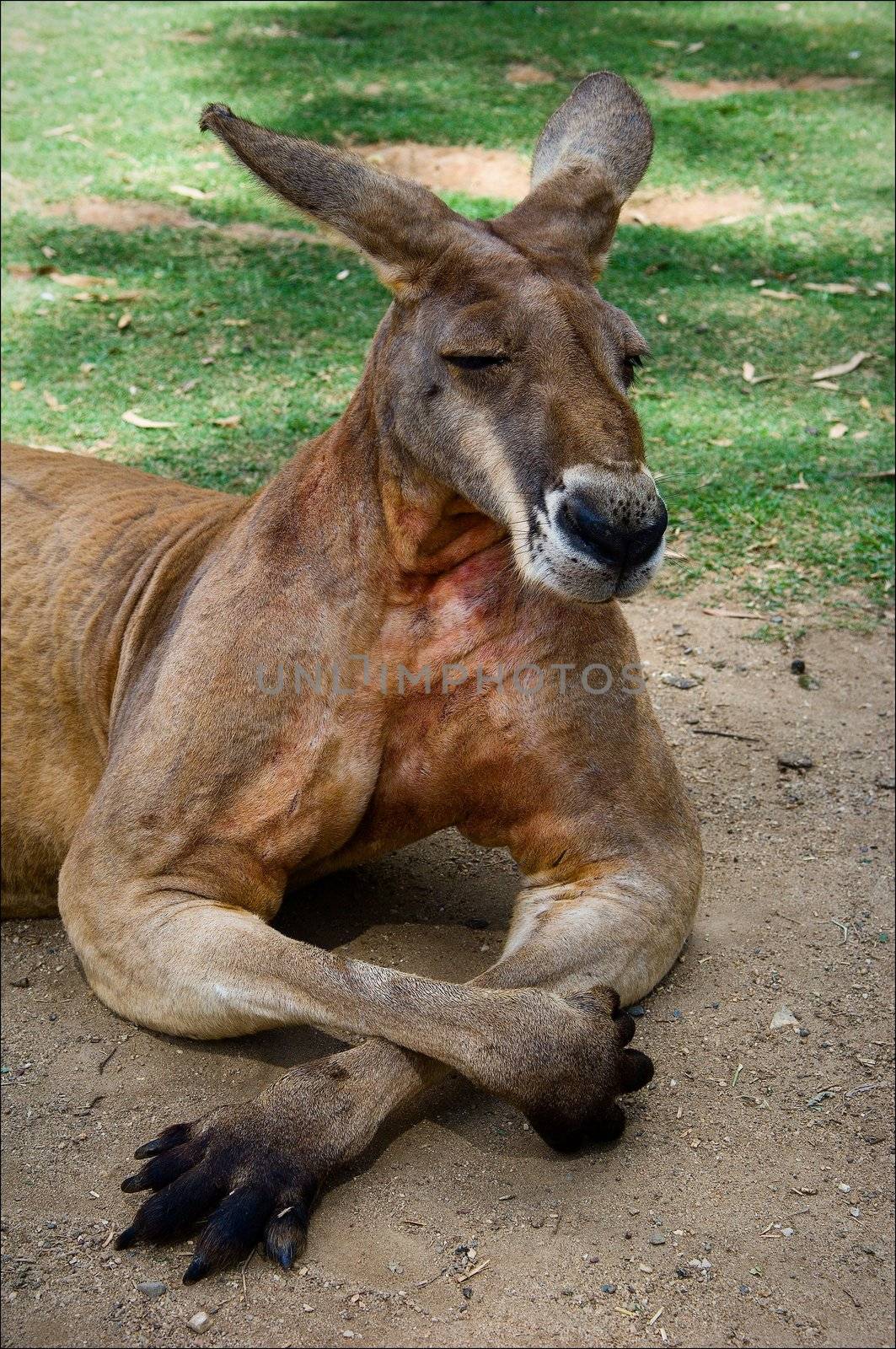 The brawny kangaroo having a rest on the warm sun and an emerald grass.