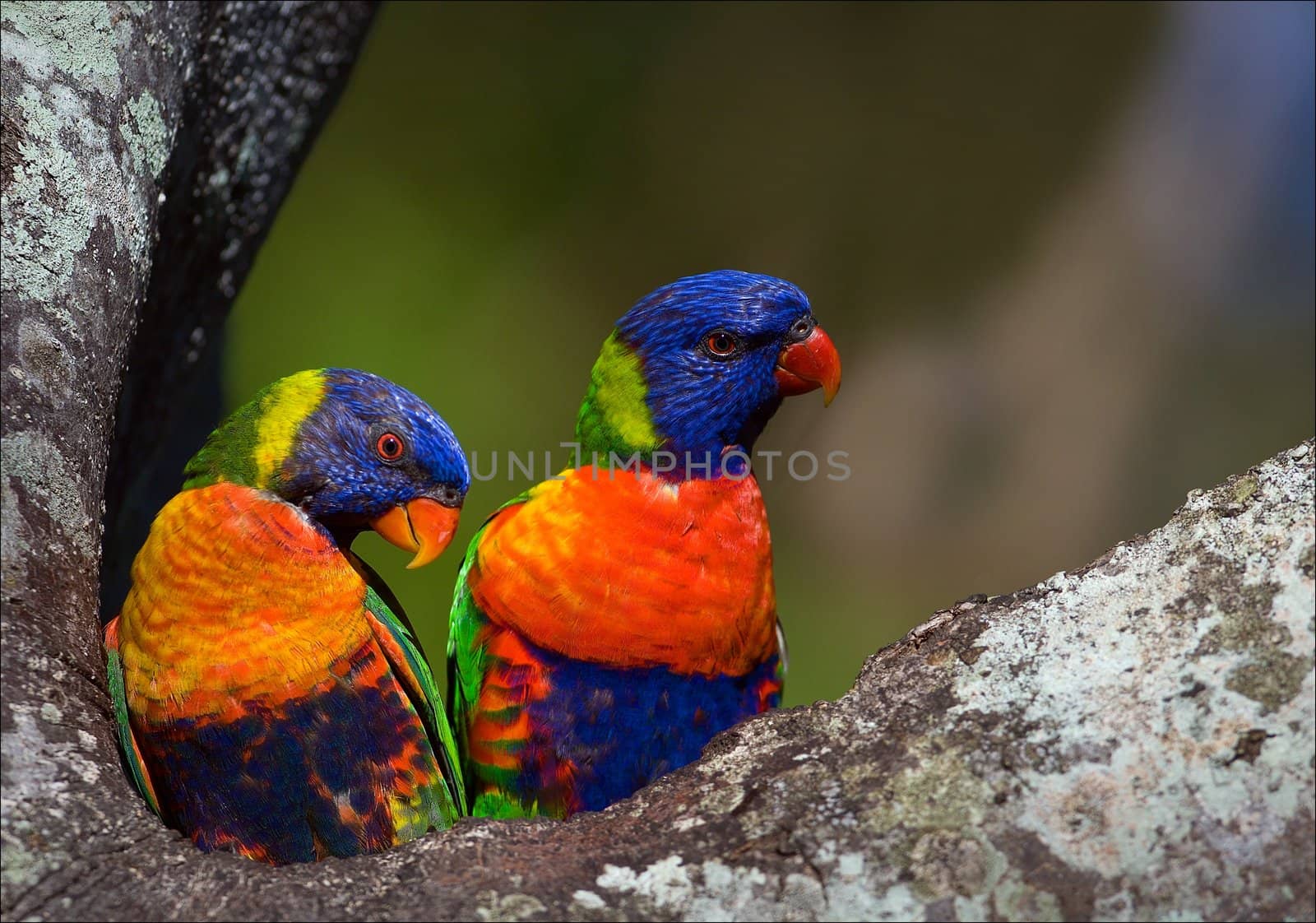 Colourful couple. On a tree two bright and colourful parrots, it is close and on a bright background.