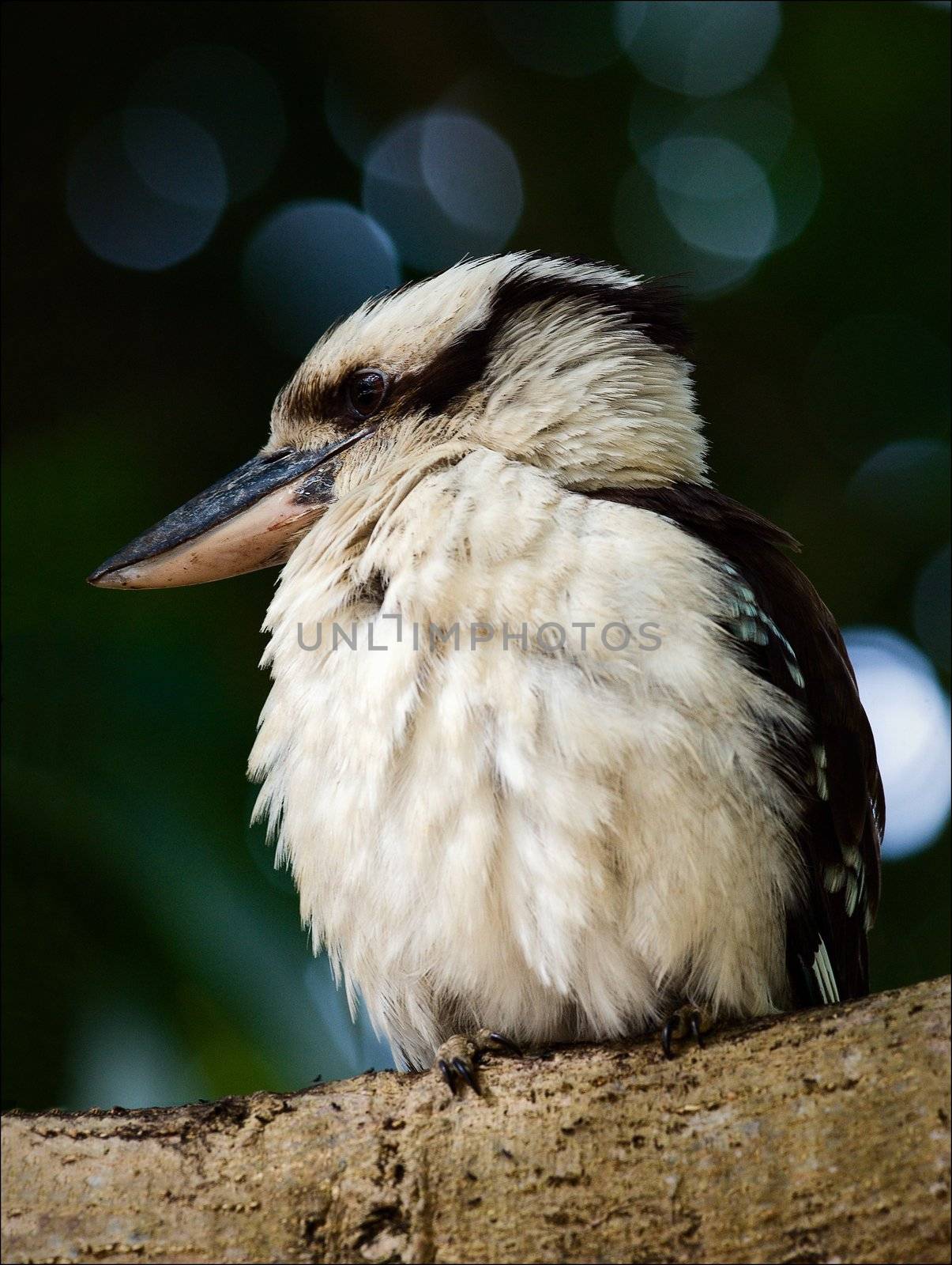 Kookaburra portrait. by SURZ