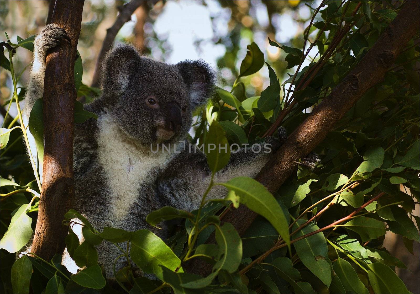 The koala in eucalyptus branches. The koala sits on a tree and moving apart eucalyptus branches looks round around.