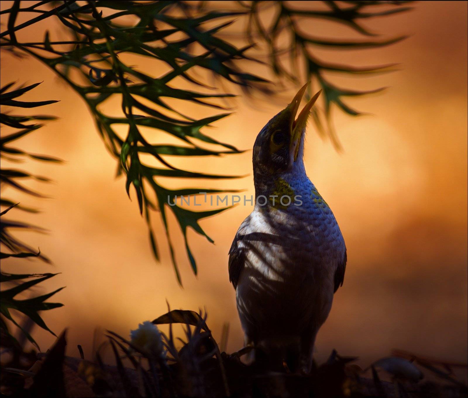 Silhouette of a bird to a burning branch lit up by a rising sun.