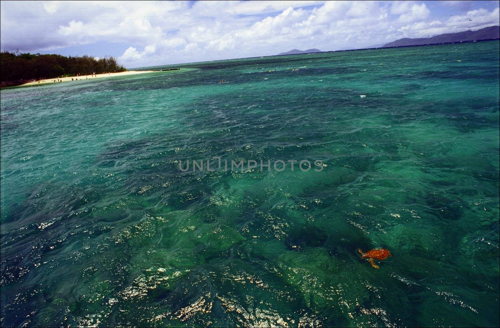 Emerald water at the Indian ocean at coast of Australia with a floating turtle. It is solar.