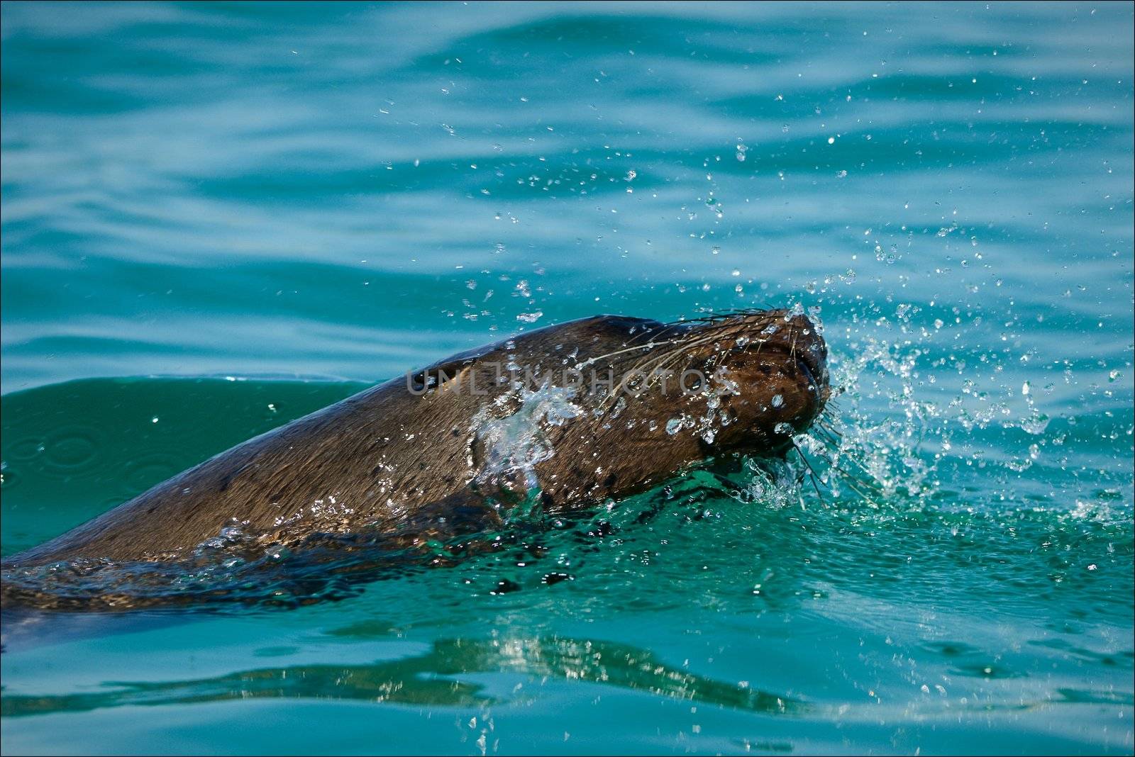  Sea lion in splashes.The seal in splashes floats on bright water shined with the sun.