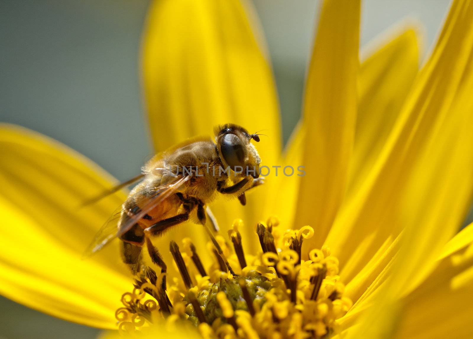 a beautiful little bee on a yellow flower