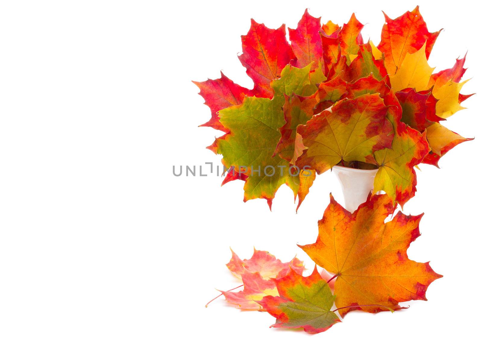 autumn maple leaves in vase, isolated on white