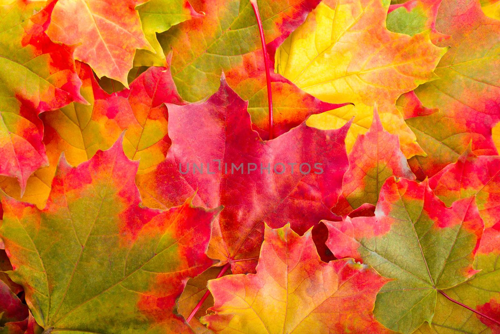 autumn maple leaves by Alekcey