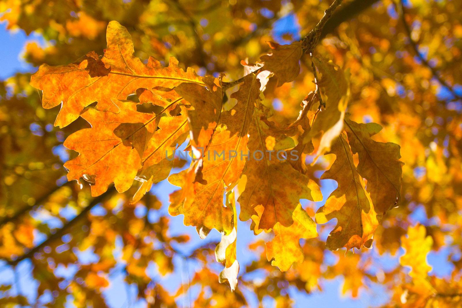 autumn oak leaves against blue sky