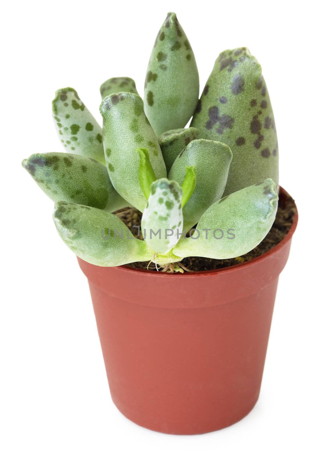 Family succulents in brown pot, isolated on a white background
