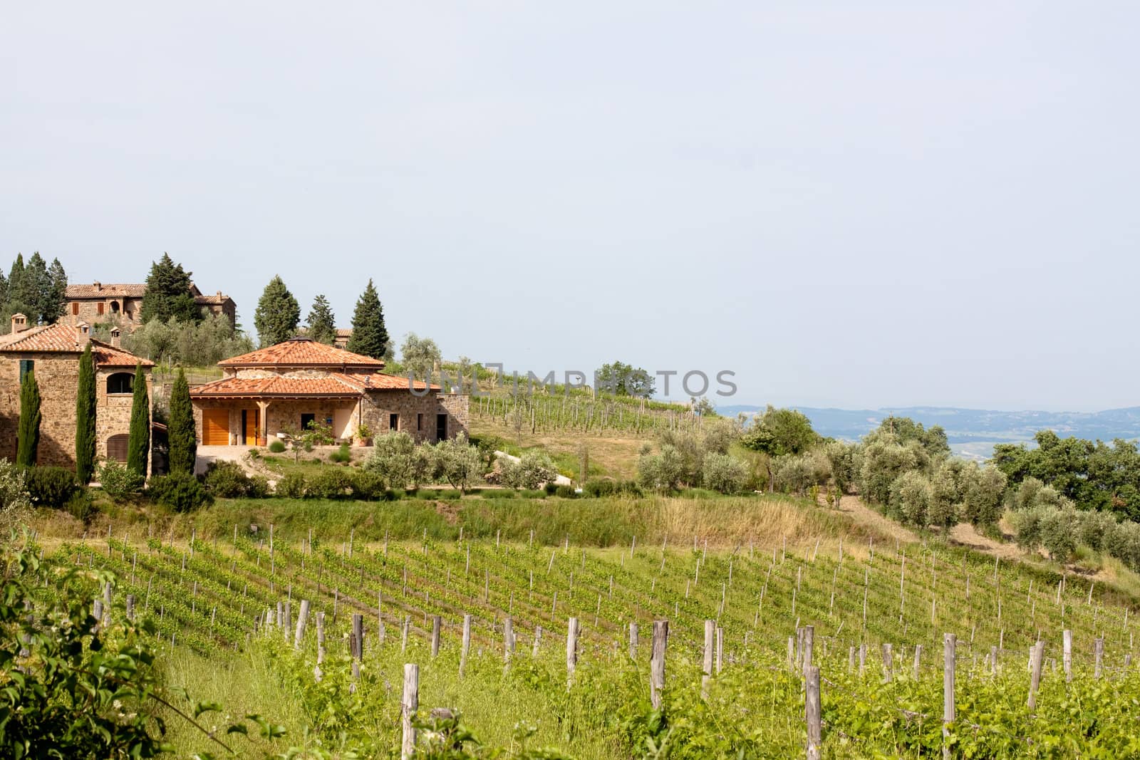 Sun-bathed vineyard in Tuskanian hills
