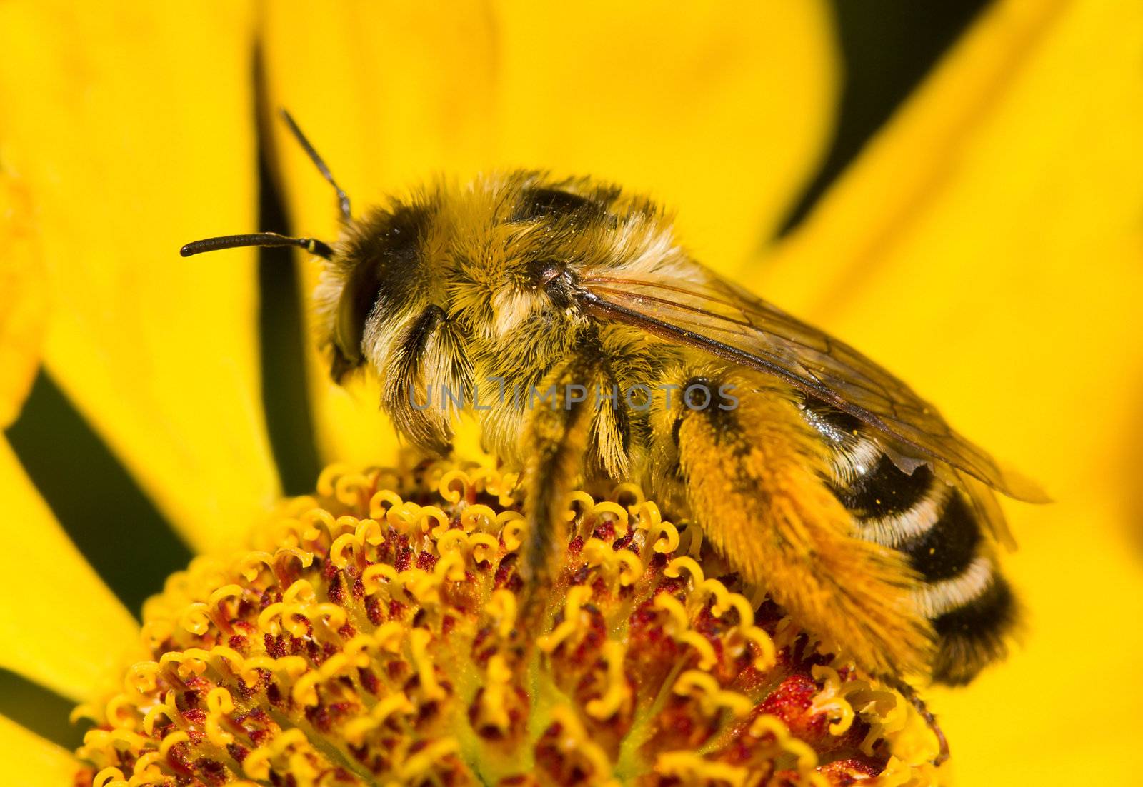 bumblebee on flower by Alekcey