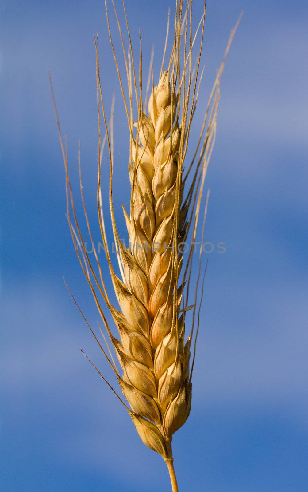 close-up ear of wheat against blue sky