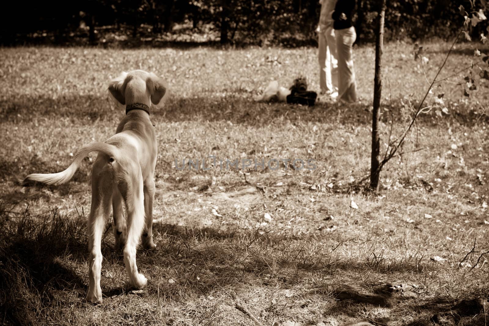 A standing saluki pup in a field and two people in the distance 
