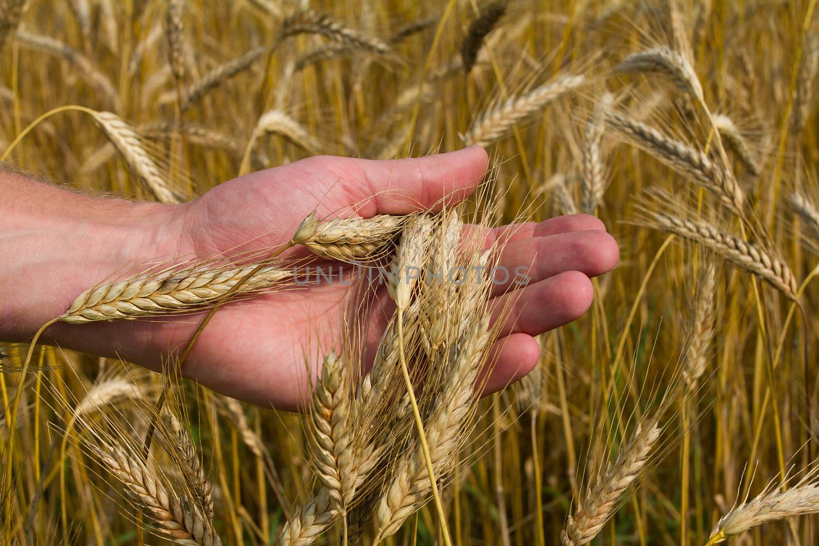 close-up ears of ripe wheat in hand
