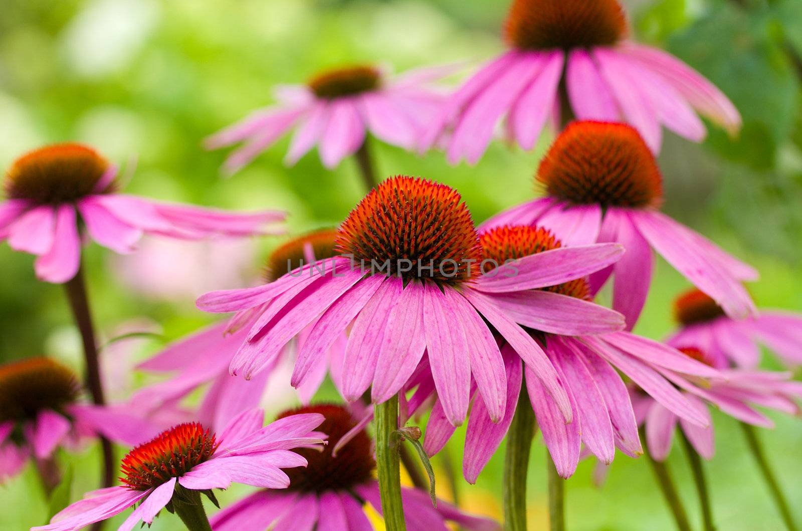 echinacea flowers against green background