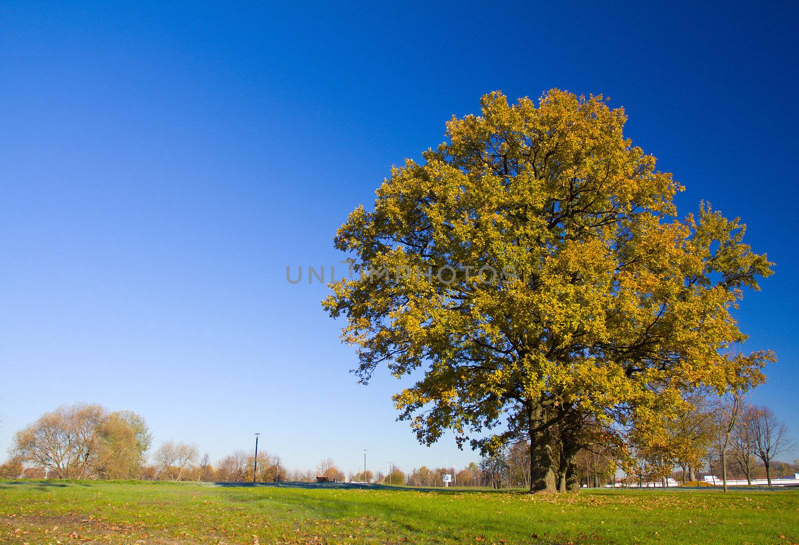 lonely oak tree in autumn