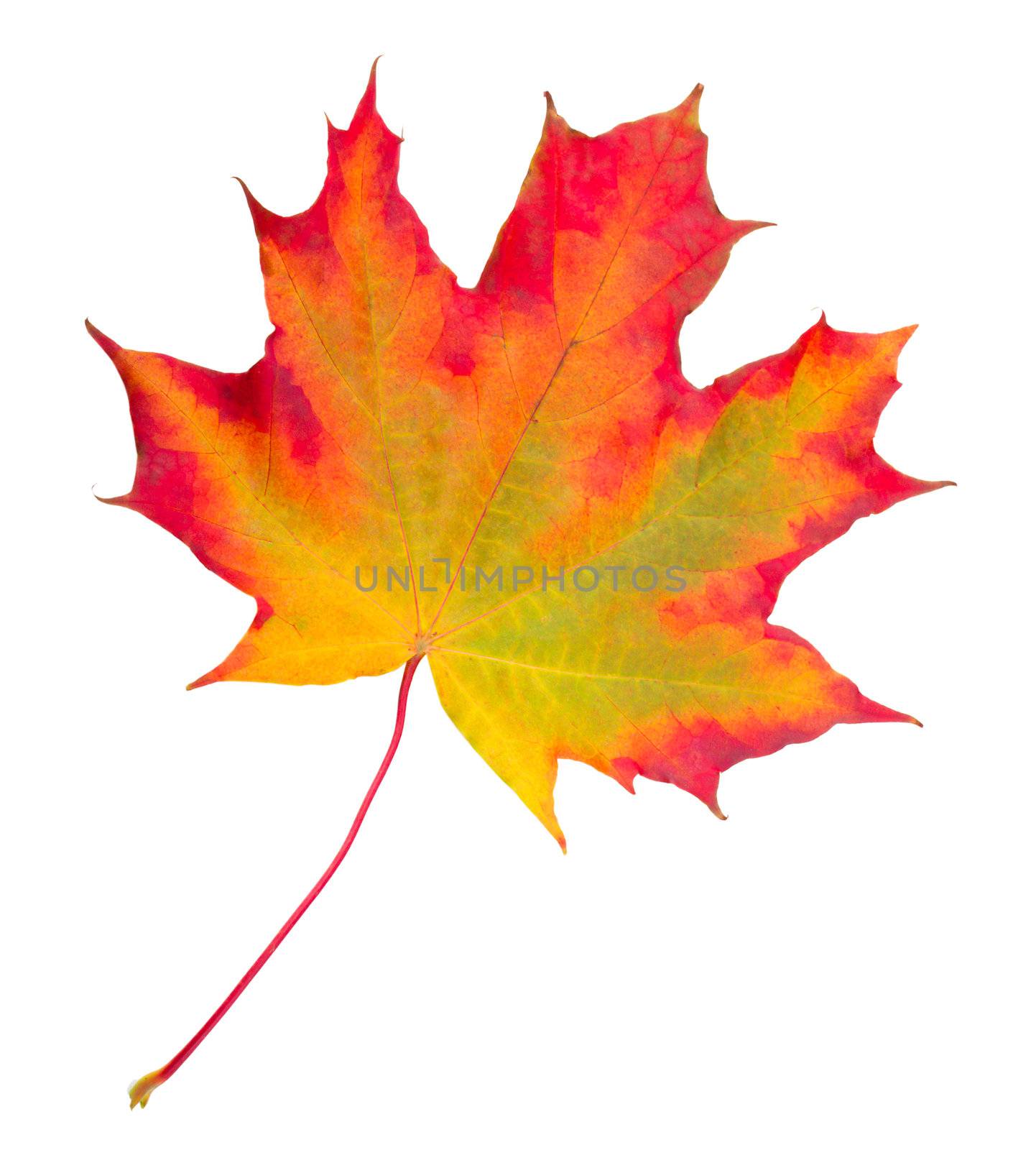 close-up autumn maple leaf, isolated on white