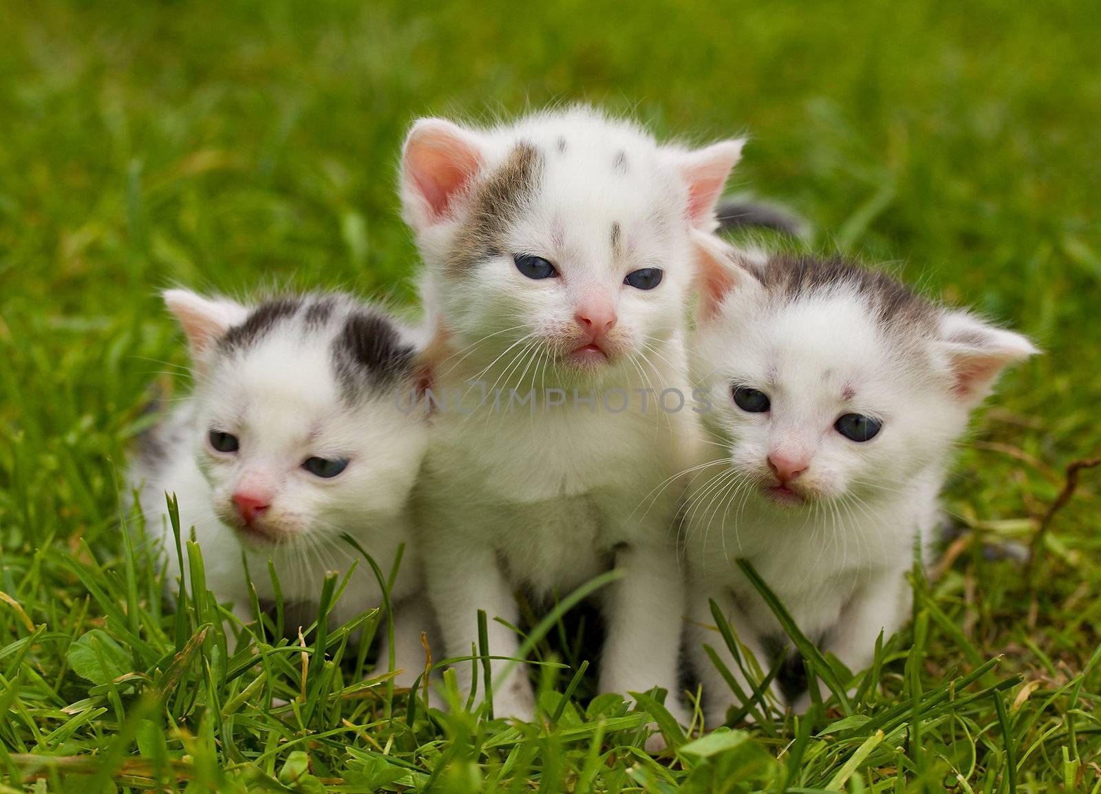 close-up black and white kittens on green grass