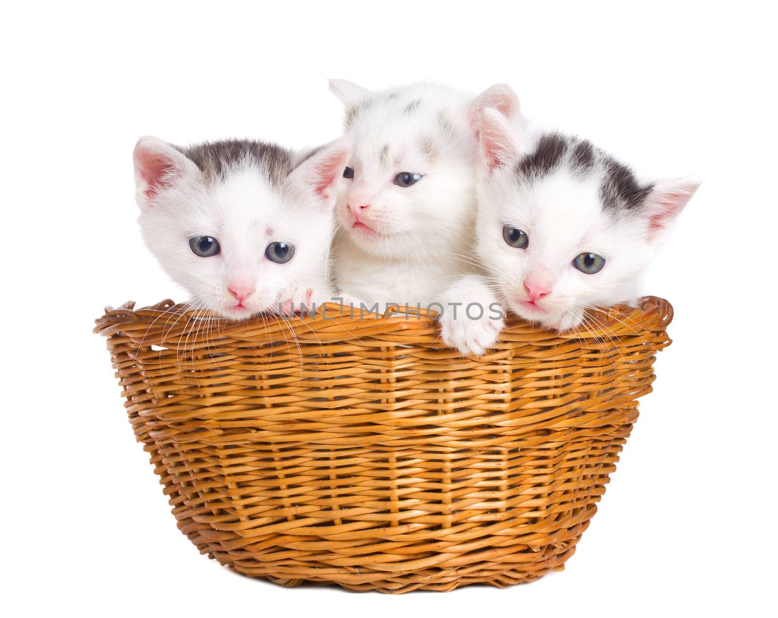 close-up three kittens sitting in basket, isolated on white