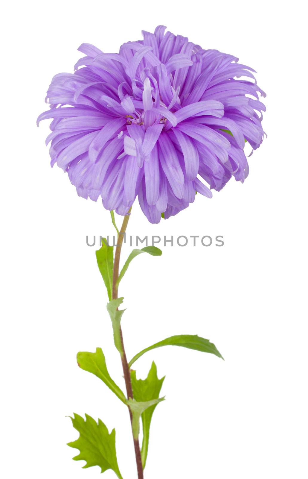 close-up violet aster flower, isolated on white