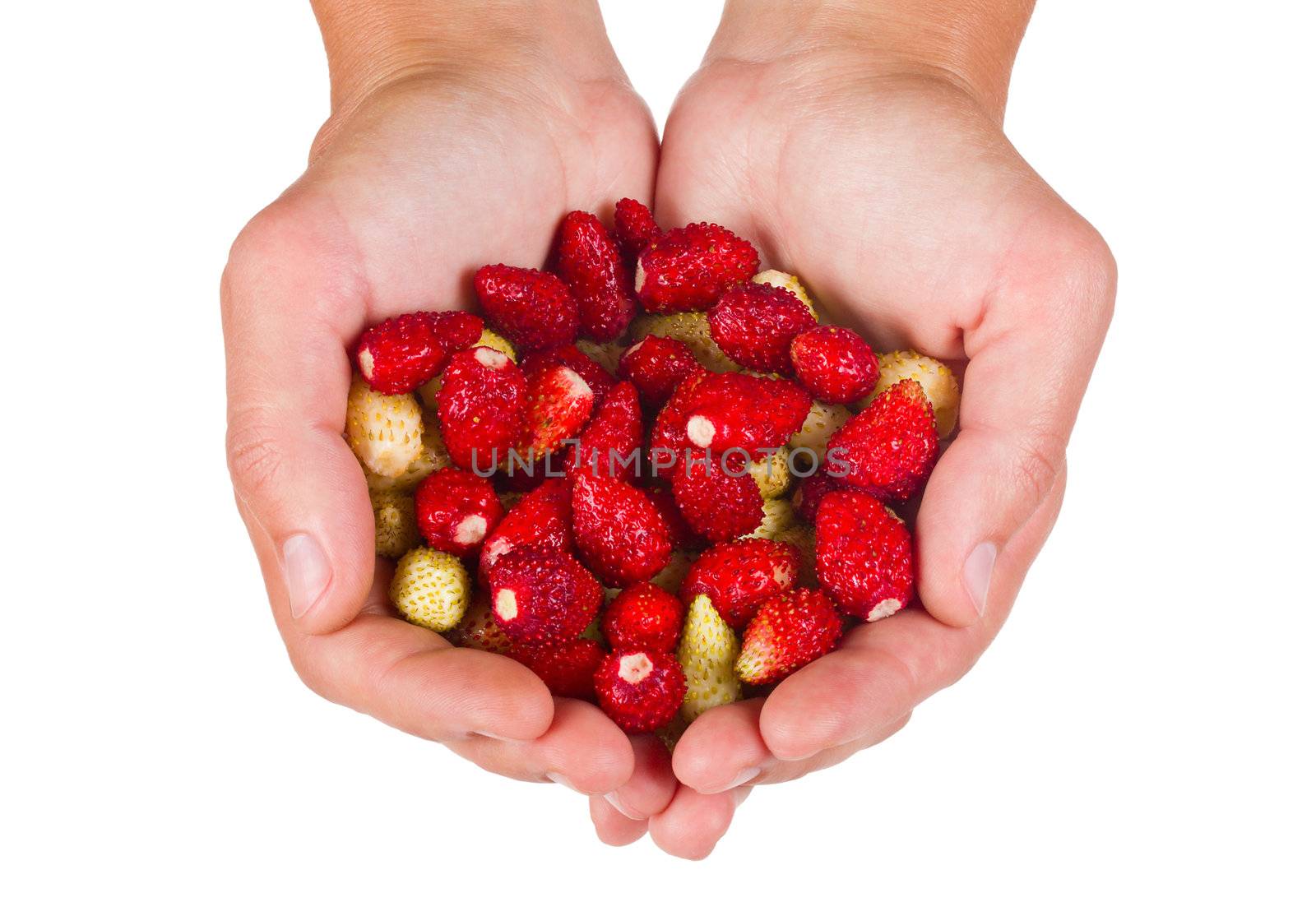 close-up wild strawberries in woman hands, isolated on white