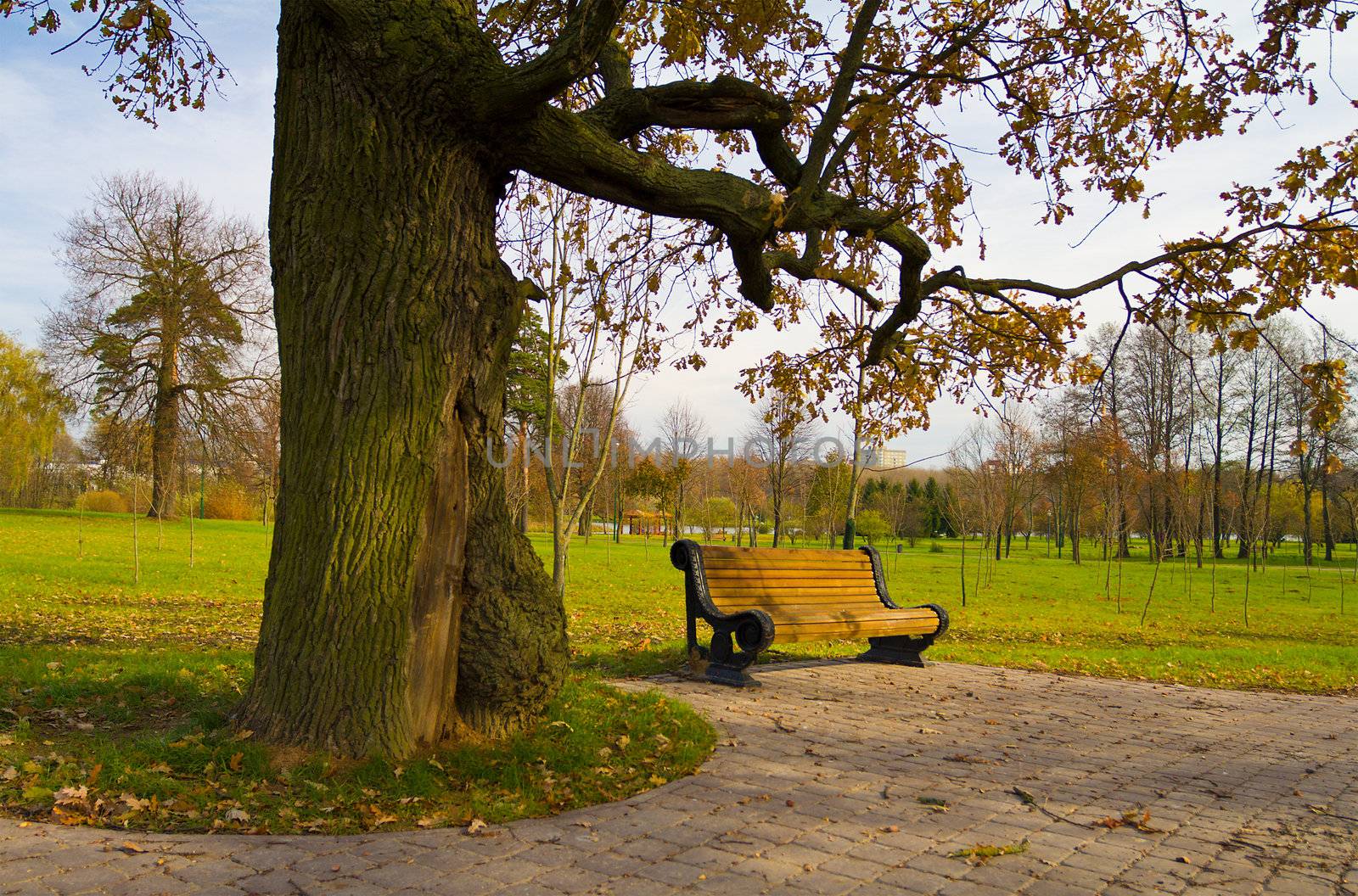bench under oak in autumn park