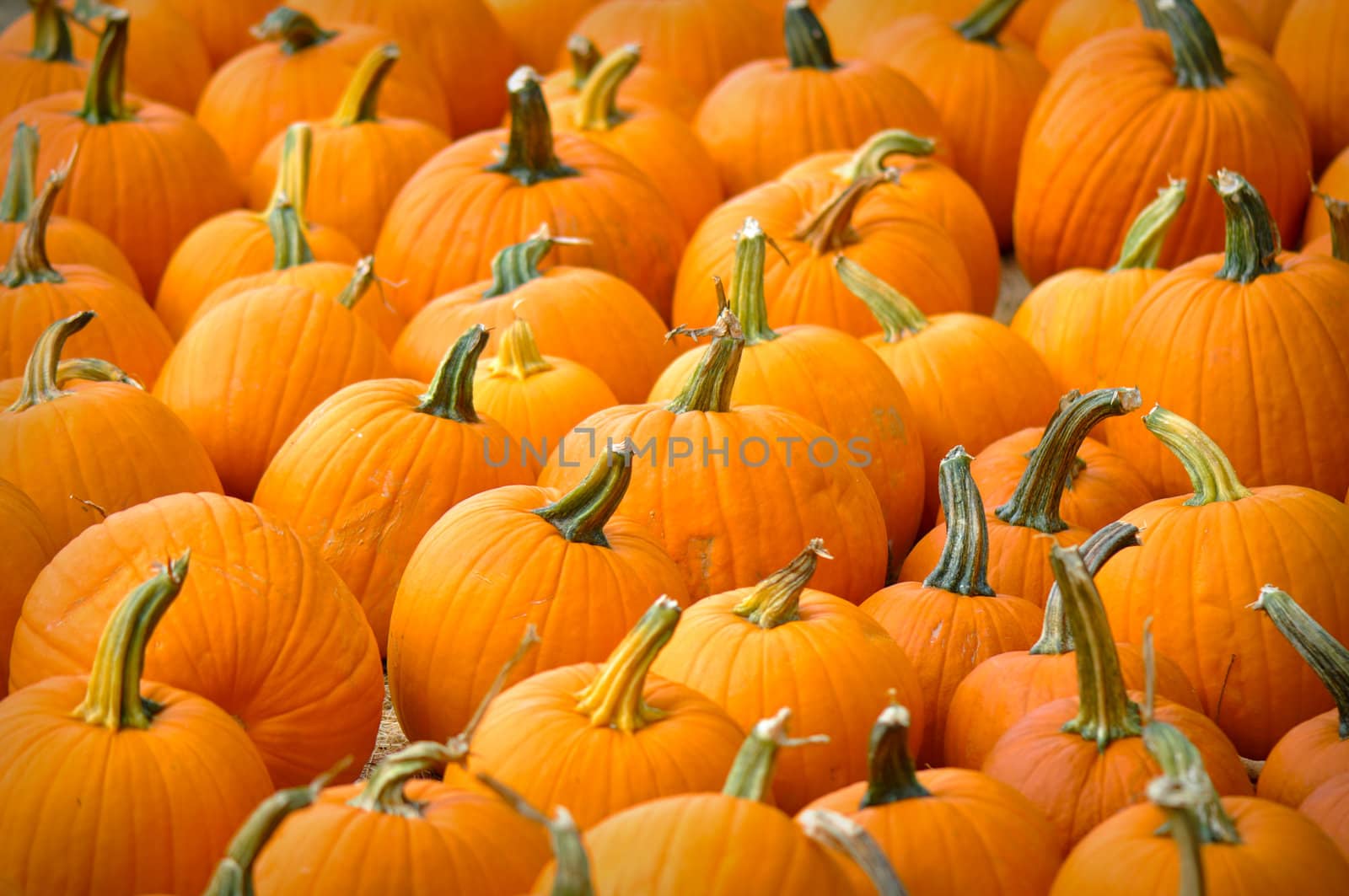 Autumn Pumpkins