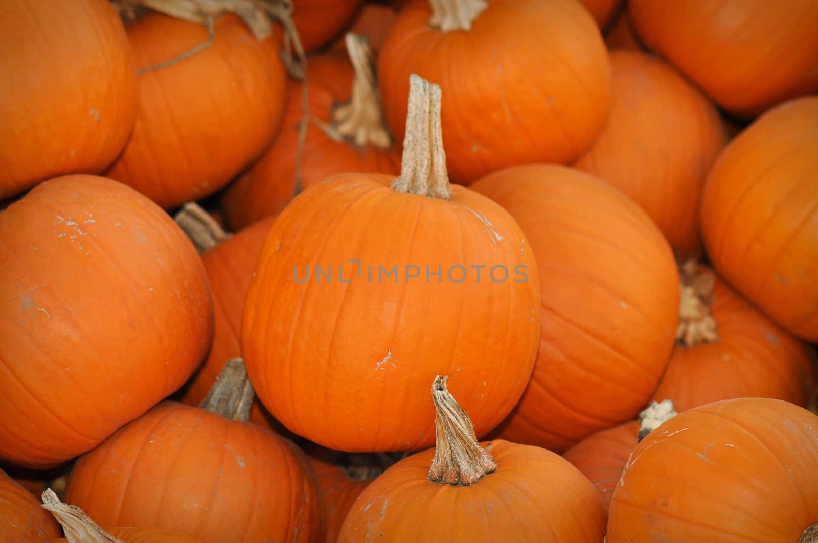 Pumpkins Ready to be purchased at the pumpkin patch
