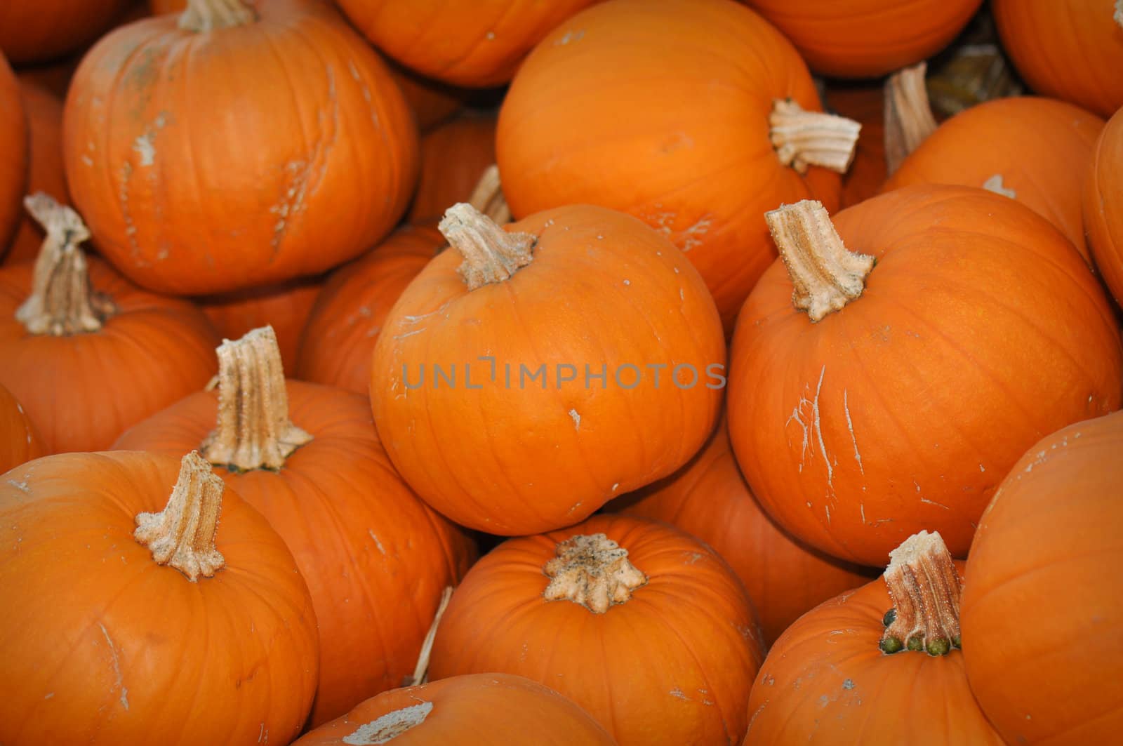 Pumpkins Ready to be purchased at the pumpkin patch