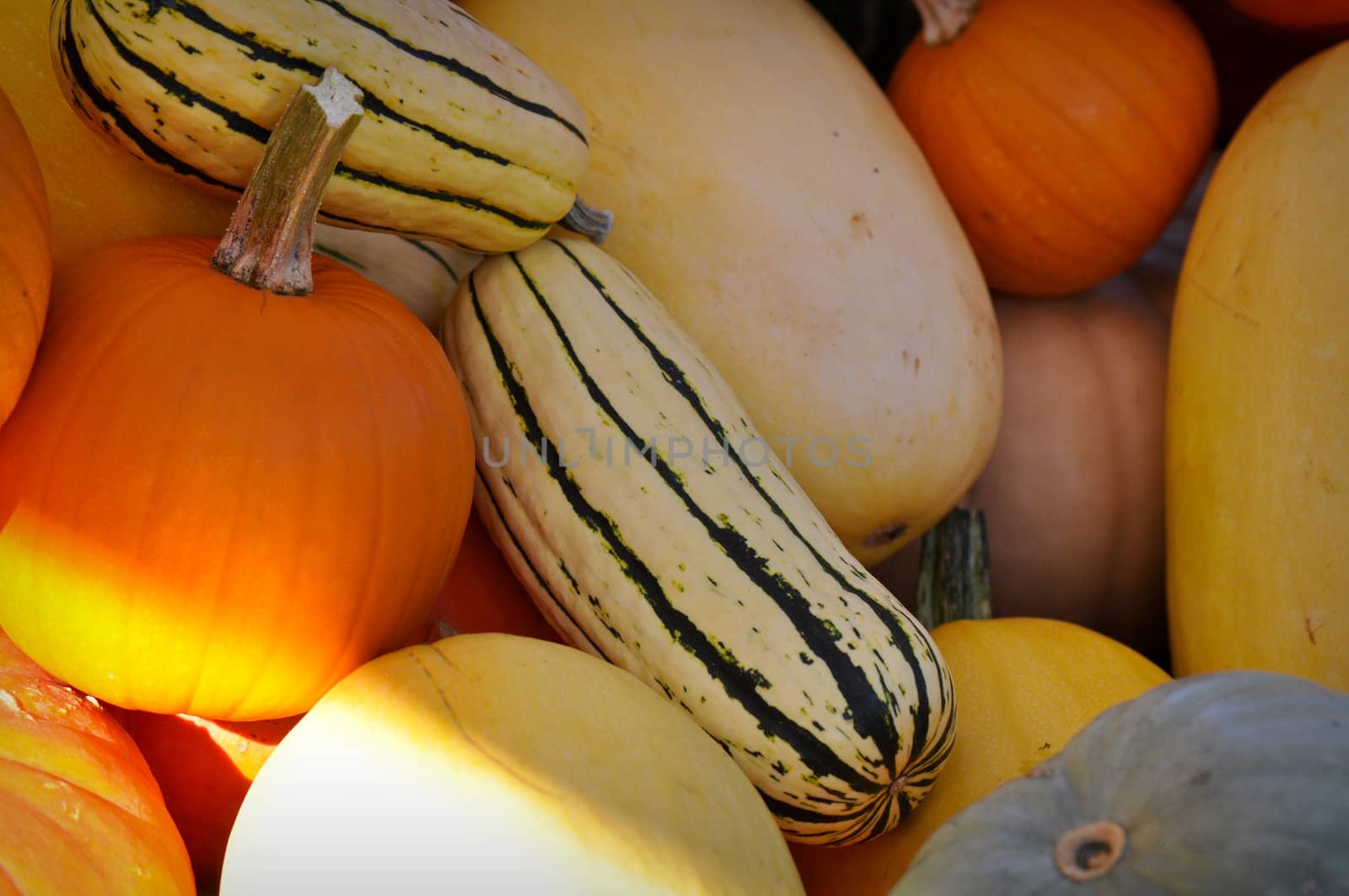 Autumn Pumpkins