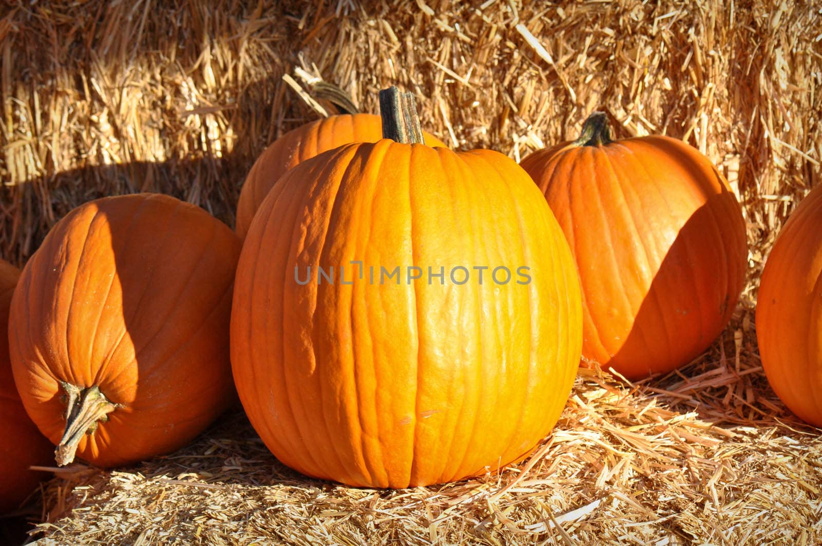 Autumn Pumpkins