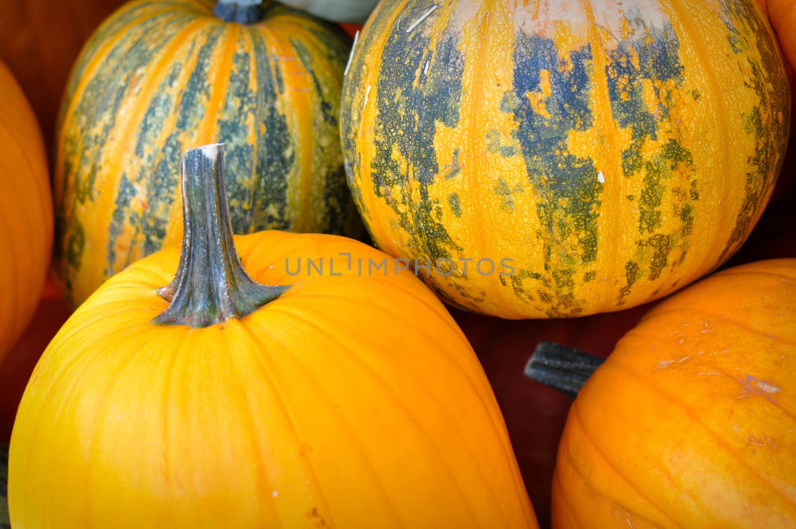 Autumn Pumpkins