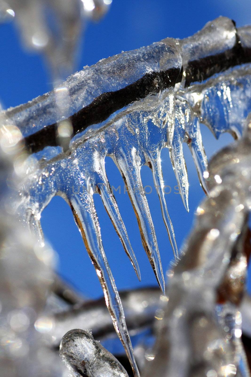 Close view of a section of a frozen tree, where icicles where already formed.