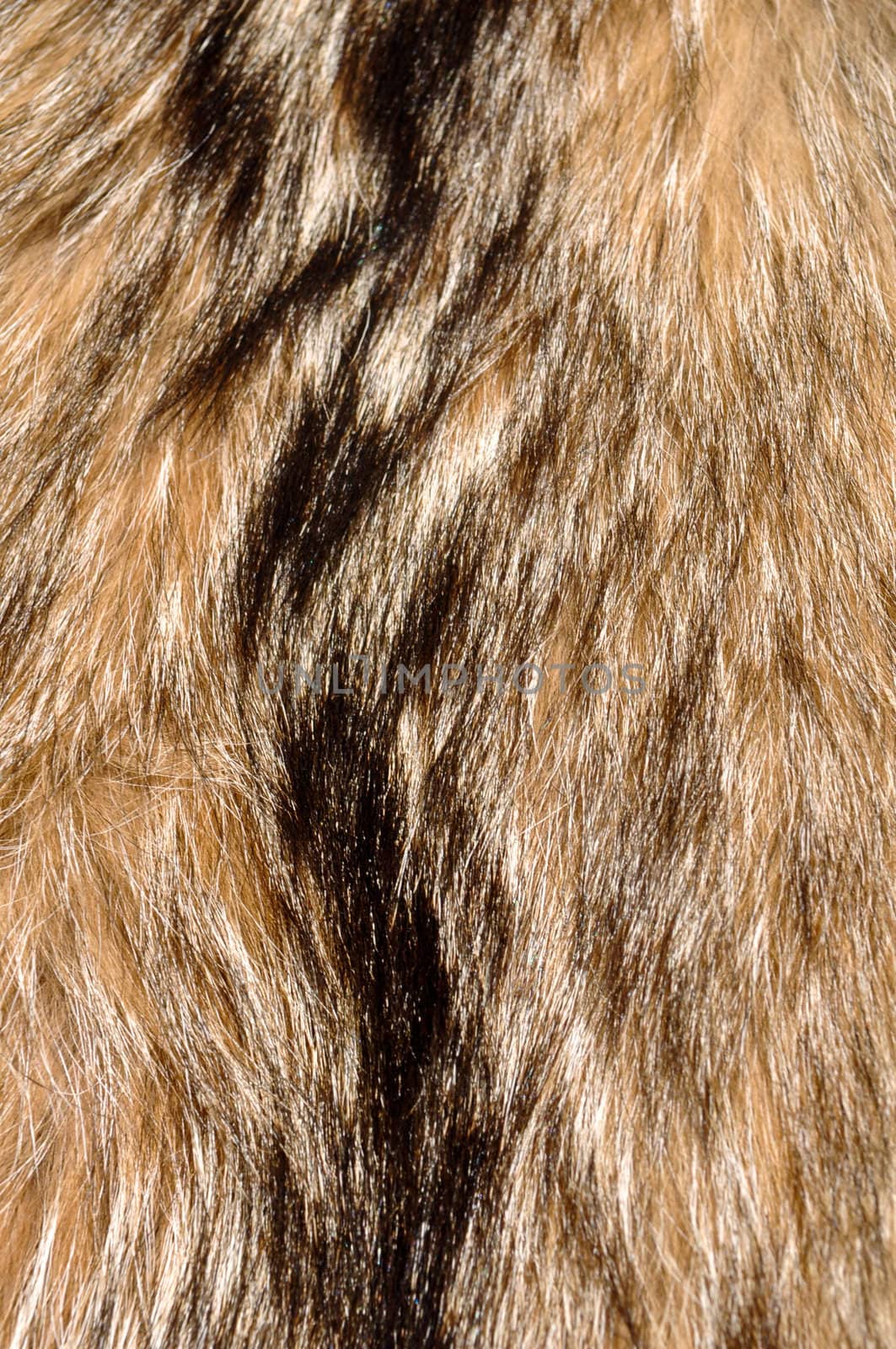 Raccoon Fur Brown and Black Background