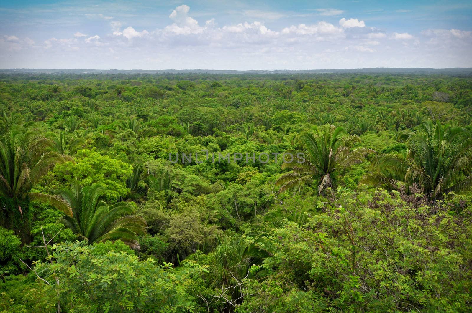 Overhead View of the Rain Forest