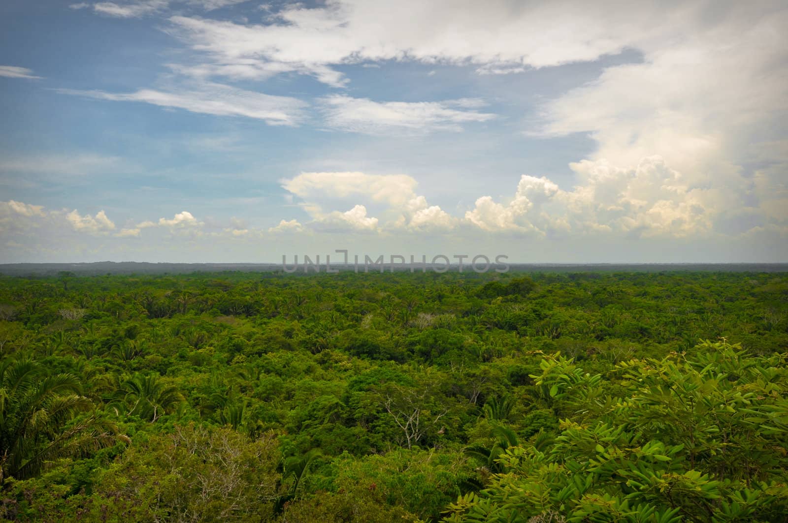 Overhead View of the Rain Forest