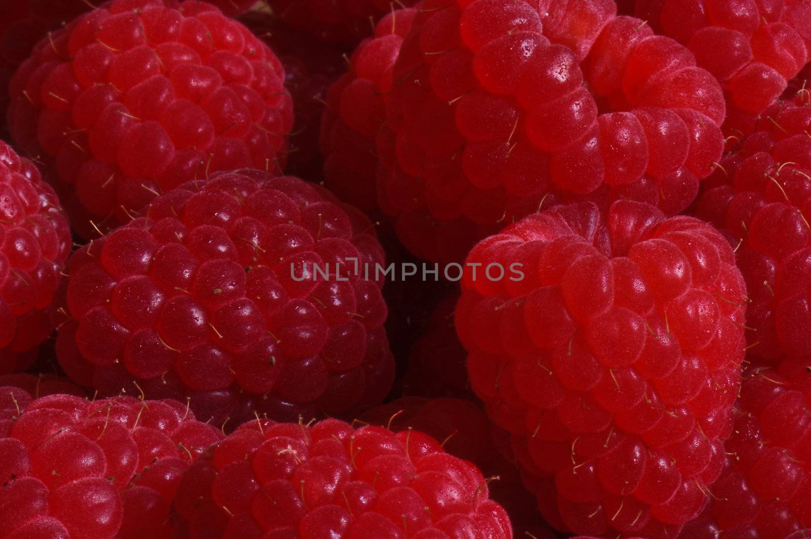 Delicious and Healthy Raspberry ready to eat as a snack