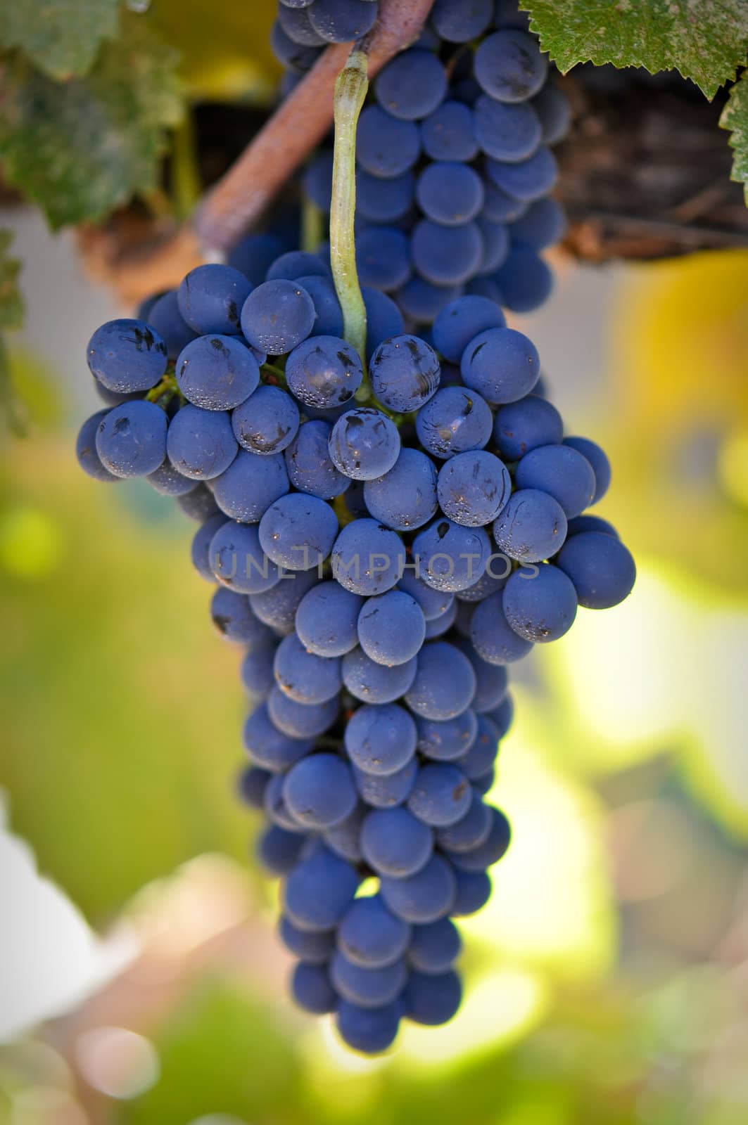 Grapes on the Vine