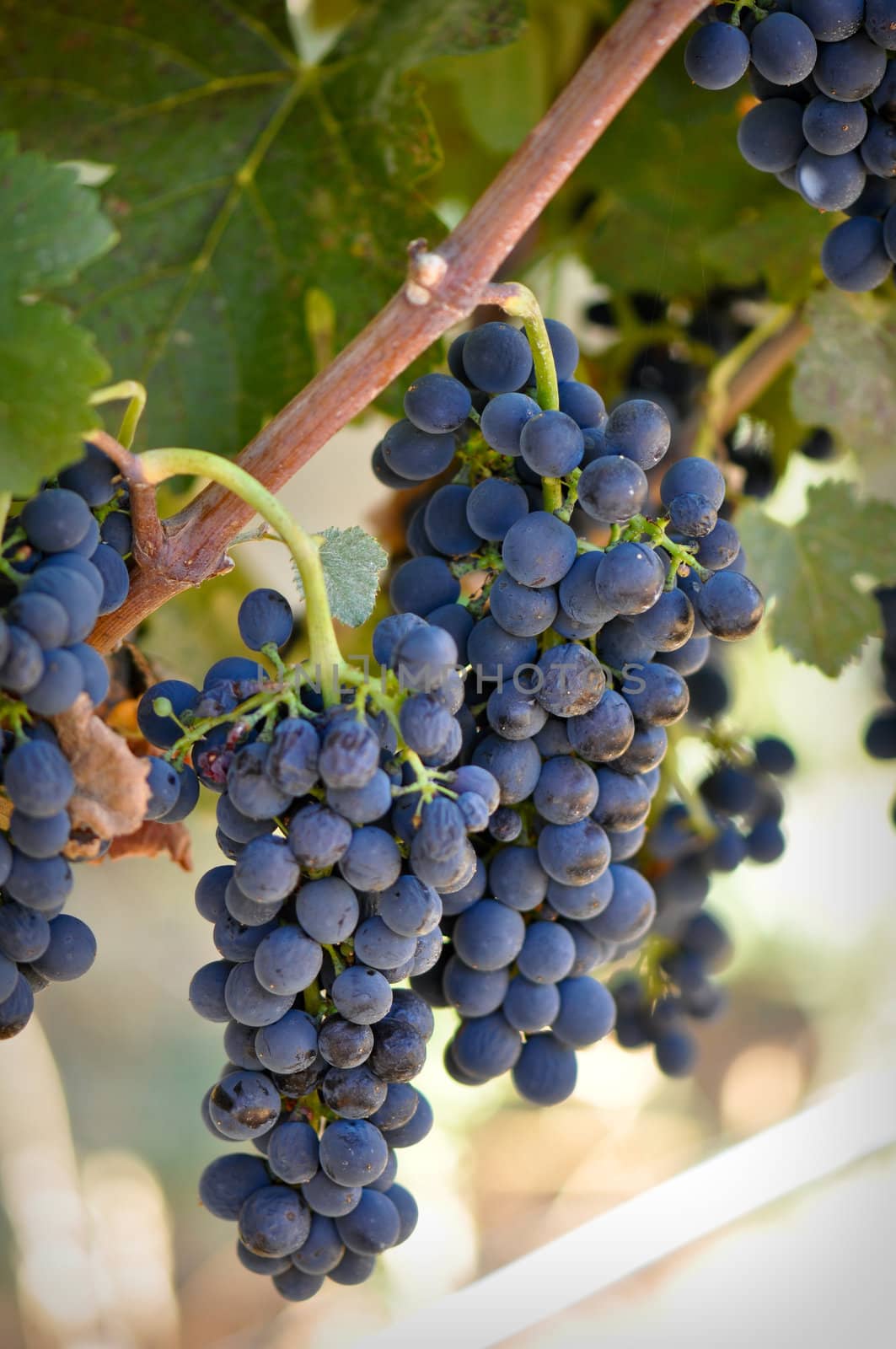 Grapes on the Vine