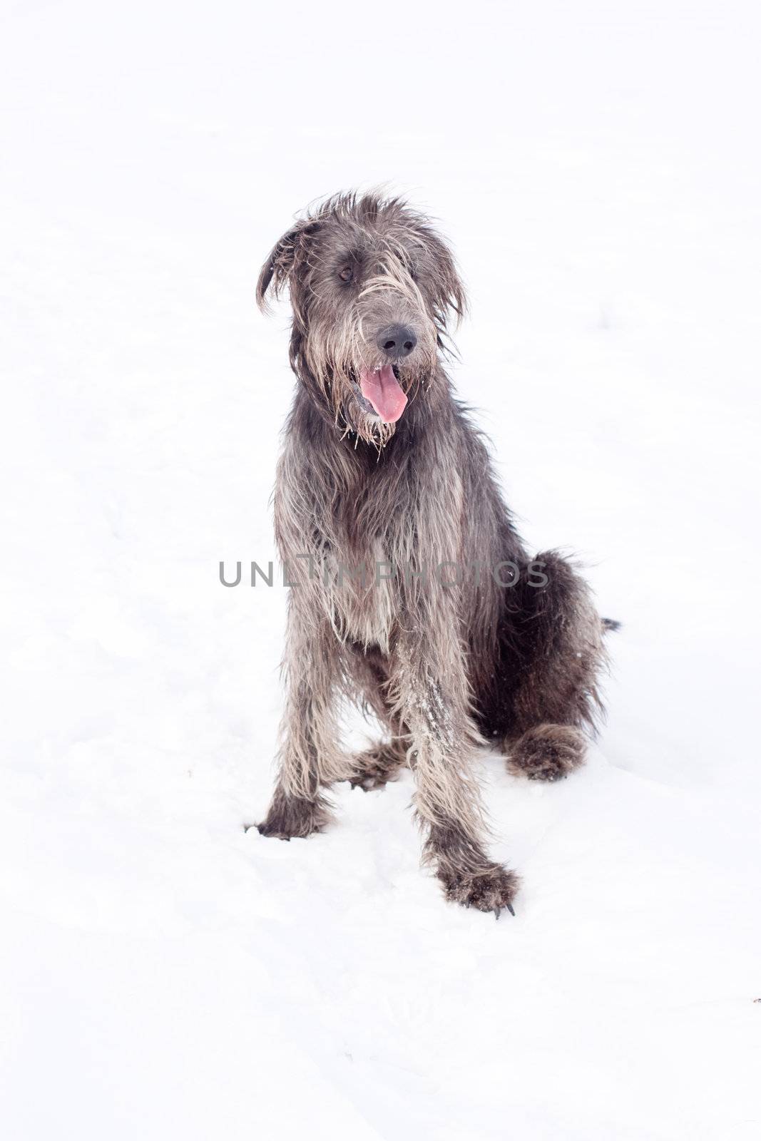 An Irish wolfhound sitting on a snow-covered field
