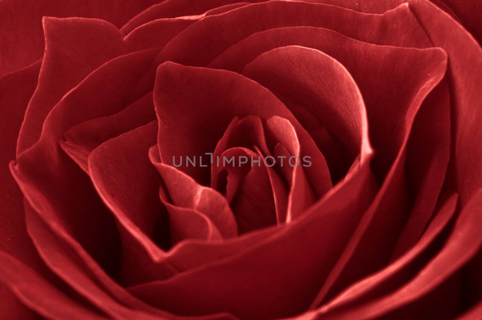 Close Up of a Red Rose for Love