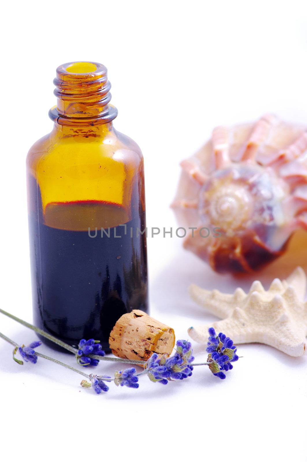 Herbal medicine with herbs and marine animals . Isolated white background.
