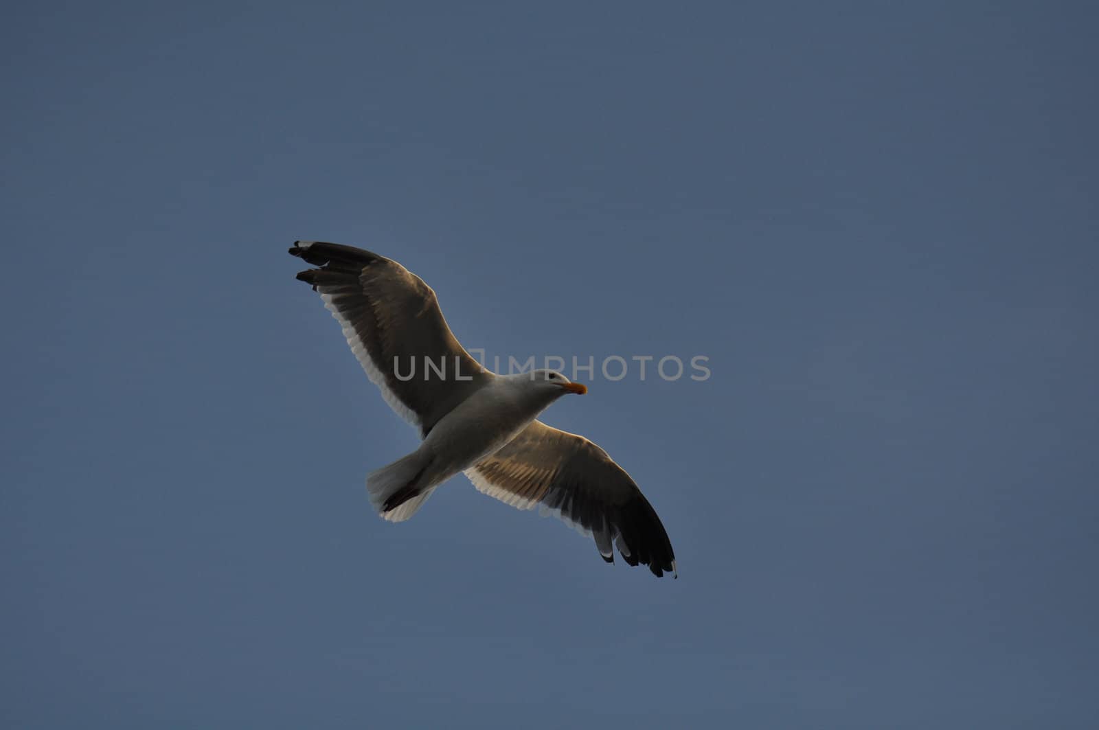 Seagull