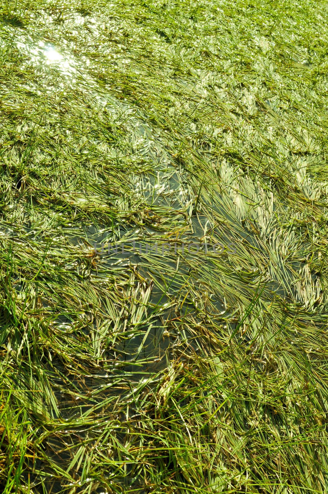 Sedge Water Swamp Green Grass Background