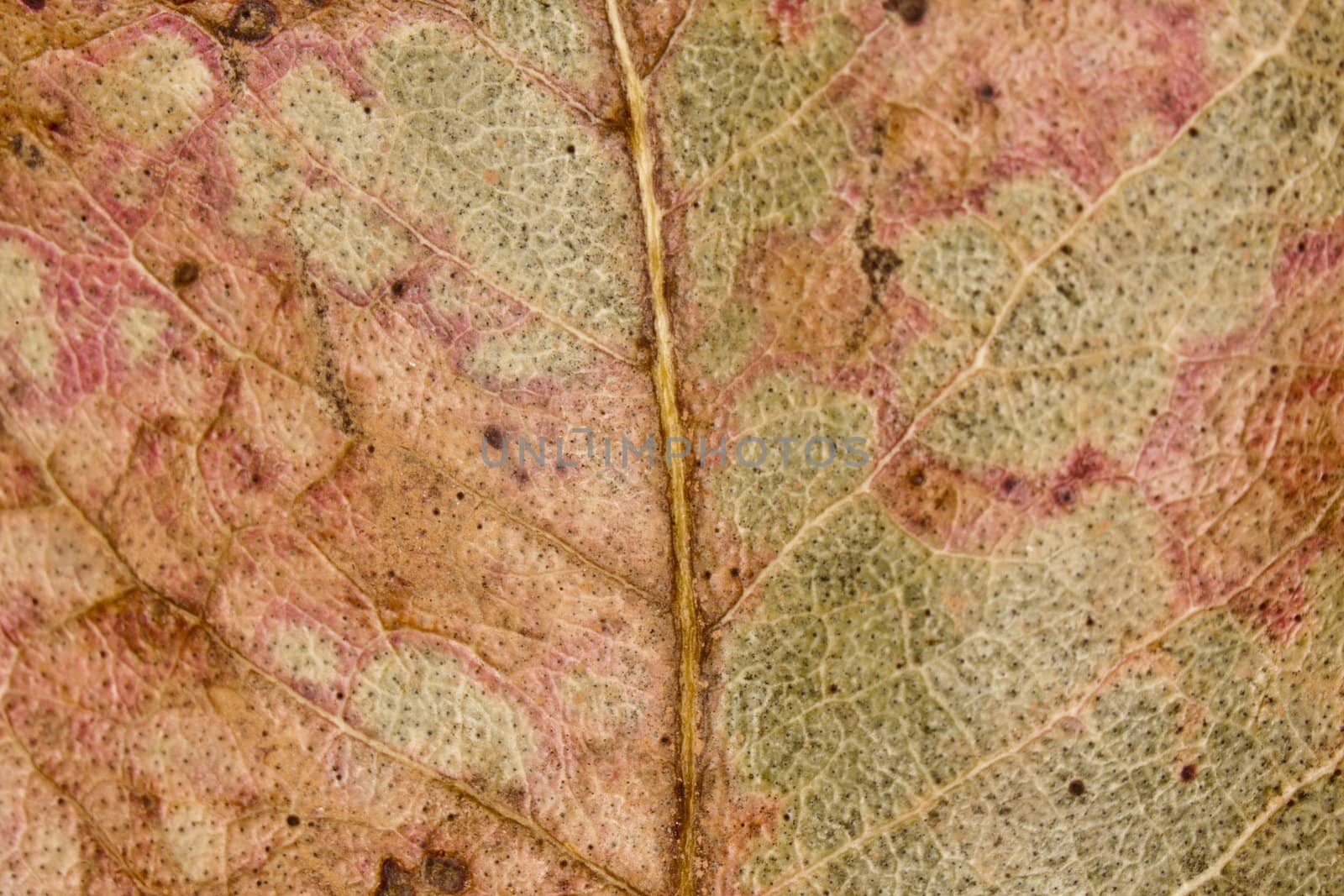 Close up view of a dry leaf with the autumn colors.