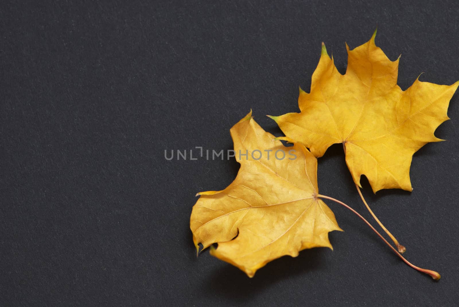Two maple leaves on a black background