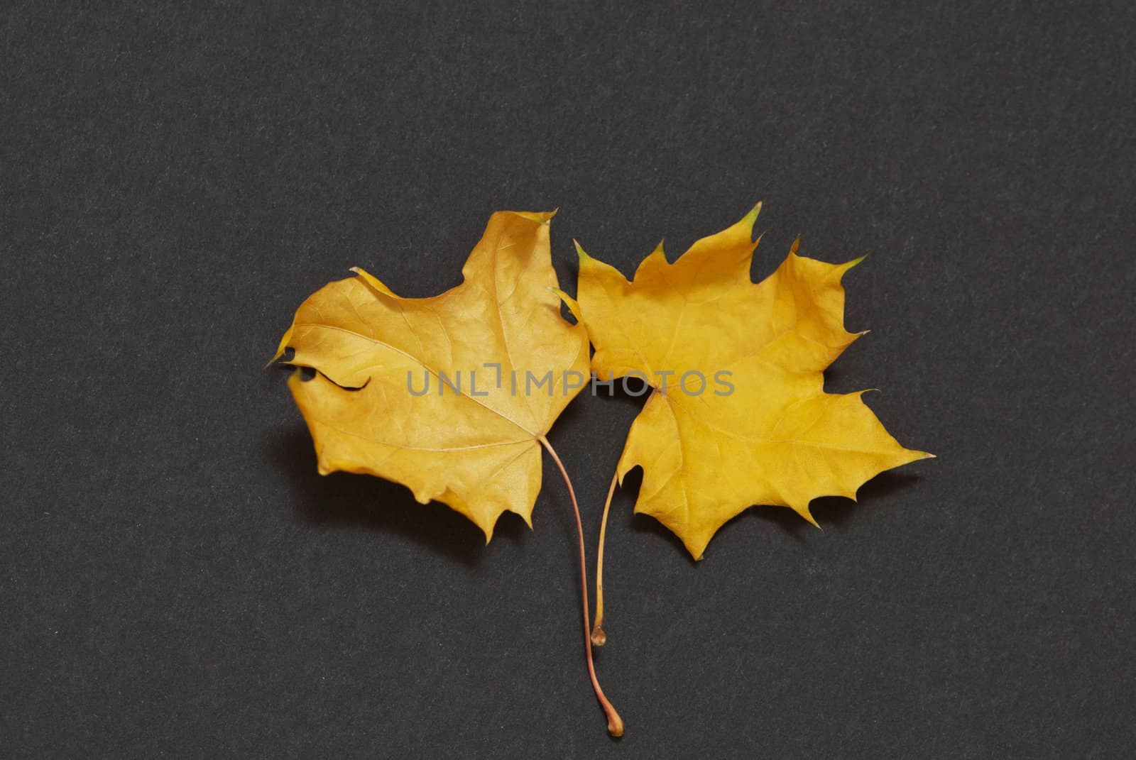 Two maple leaves on a black background by Olinkau